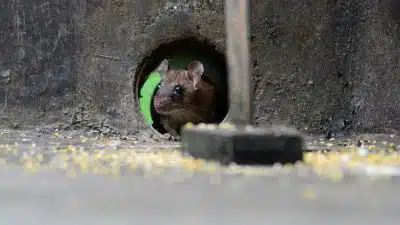 Comment éviter les rats de venir faire leur nid chez vous ?