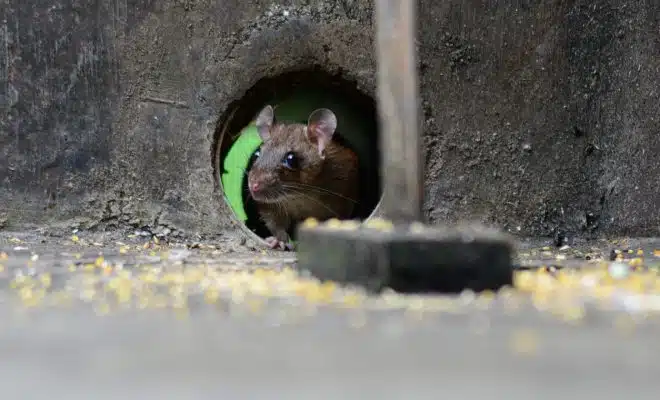 Comment éviter les rats de venir faire leur nid chez vous ?