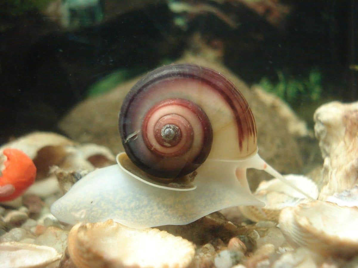 Pourquoi mettre des escargots dans un aquarium ? Animal Passion