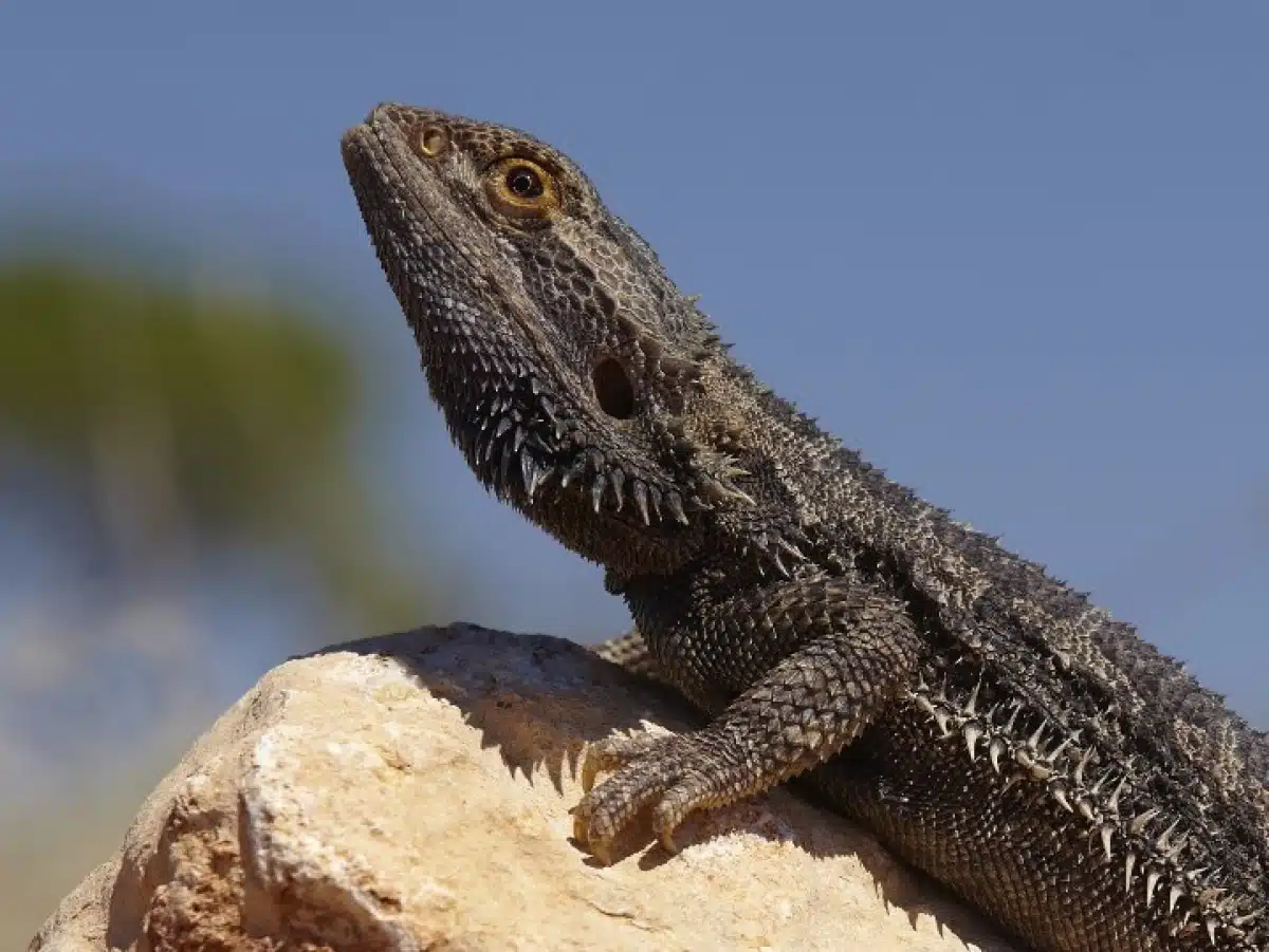 le Pogona