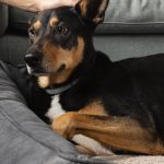 Grand chien, grand confort : comment choisir un panier XXL vraiment adapté ?