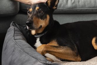 Grand chien, grand confort : comment choisir un panier XXL vraiment adapté ?