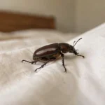 Gros plan d'un insecte ressemblant à un cafard sur un drap de lit blanc, détail macro réaliste