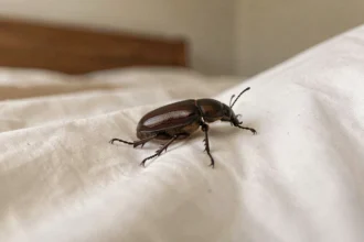 Gros plan d'un insecte ressemblant à un cafard sur un drap de lit blanc, détail macro réaliste