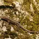 a lizard that is sitting on a rock