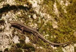 a lizard that is sitting on a rock