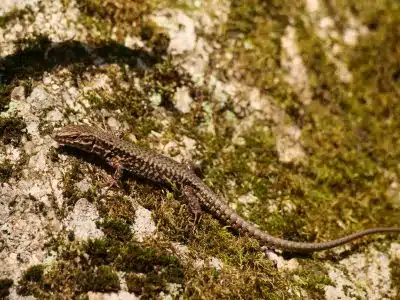 a lizard that is sitting on a rock