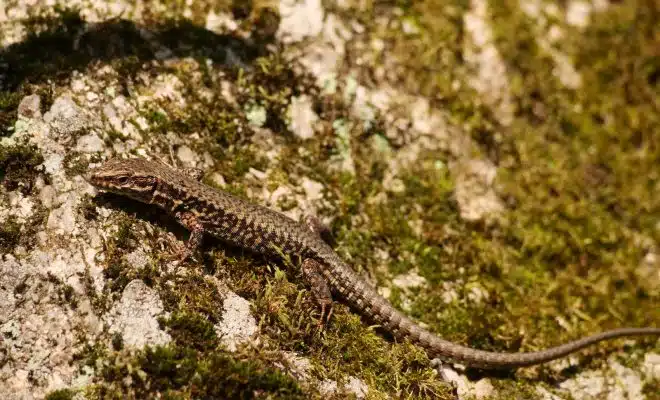 a lizard that is sitting on a rock