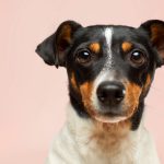 Mon chien a disparu : que faire et comment s'y préparer ?