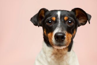 Mon chien a disparu : que faire et comment s'y préparer ?