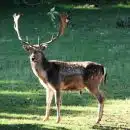 brown deer on green grass field during daytime