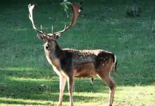 brown deer on green grass field during daytime