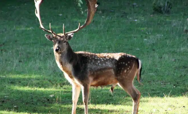 brown deer on green grass field during daytime