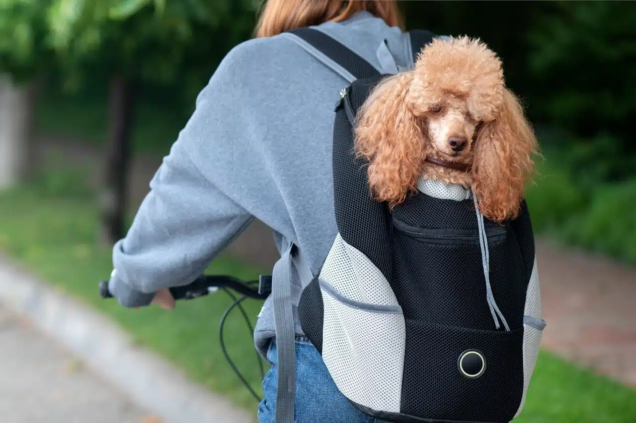 Acheter le bon sac à dos pour votre chien 
